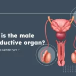 Plantillas del Órgano Reproductor Masculino