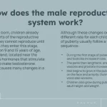Plantillas del Órgano Reproductor Masculino