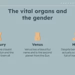 Plantillas del Órgano Reproductor Masculino