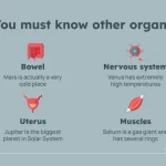 Plantillas del Órgano Reproductor Masculino