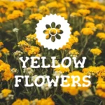 Plantilla PowerPoint de Flores Amarillas