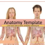 Plantilla PowerPoint de los Pulmones
