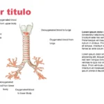 Plantilla PowerPoint de los Pulmones